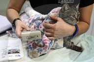 Stray cats and dogs brought into Broward Humane Society ahead of Hurricane Milton