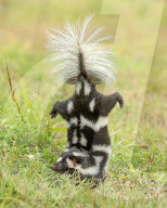 FEATURE - SN_SKUNK_MAN_01