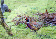 FEATURE - SN_SQUIRREL_PHEASANT_01