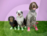 Crocs clogs for dogs