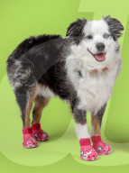 Crocs clogs for dogs