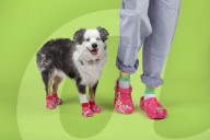 Crocs clogs for dogs