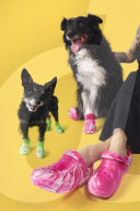 Crocs clogs for dogs