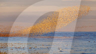 FEATURE - SN_FLOCKING_TOGETHER_01