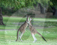 FEATURE - SN_KANGAROO_BATTLE_01