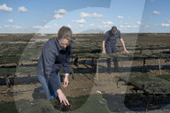 Oysters are back on British menu - but will red tape stifle the shellfish boom? Maldon Oysters.