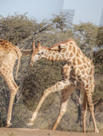 FEATURE - Diese Giraffen kämpften mit einigen hohen und sehr niedrigen Schlägen