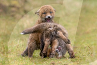 FEATURE - SN_FOX_CUB_ANTICS_01