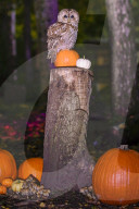 FEATURE - SN_PUMPKIN_OWLS_01