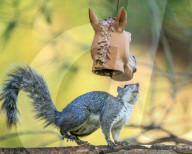 FEATURE - SN_HORSE_HEAD_NUTS_06