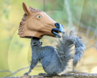 FEATURE - SN_HORSE_HEAD_NUTS_08