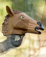 FEATURE - SN_HORSE_HEAD_NUTS_14