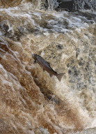FEATURE - Diese Fische springen aus dem Wasser, wenn sie stromaufwärts fliegen