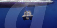 Pet ashes into eco-friendly underwater memorials