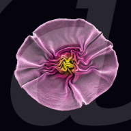 "Flowering" viruses to tackle  harmful bacteria