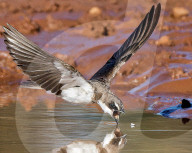 FEATURE - Eine Schwalbe sieht sich mit ihrem Spiegelbild konfrontiert, als sie ein Insekt von der Wasseroberfläche fängt