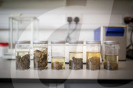 The brain collector: Alexandra Morton-Hayward the scientist unravelling the mysteries of grey matter