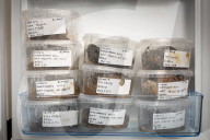 The brain collector: Alexandra Morton-Hayward the scientist unravelling the mysteries of grey matter