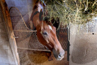 13-year-old gelding succeeds as one of USA’s oldest racehorses