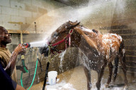 13-year-old gelding succeeds as one of USA’s oldest racehorses