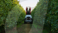 Robot vineyard and orchard crop sprayer