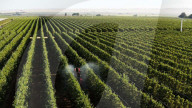 Robot vineyard and orchard crop sprayer