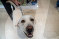 Barcelona - Course and license to own animals in Spain