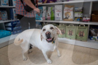 Barcelona - Course and license to own animals in Spain