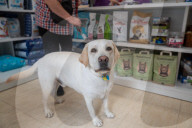 Barcelona - Course and license to own animals in Spain