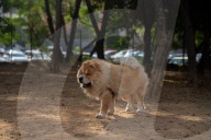 Barcelona - Course and license to own animals in Spain