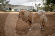 Barcelona - Course and license to own animals in Spain