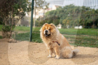 Barcelona - Course and license to own animals in Spain