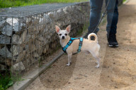 Barcelona - Course and license to own animals in Spain