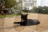 Barcelona - Course and license to own animals in Spain