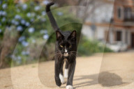Barcelona - Course and license to own animals in Spain