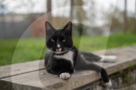 Barcelona - Course and license to own animals in Spain