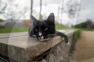 Barcelona - Course and license to own animals in Spain