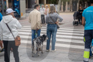 Barcelona - Course and license to own animals in Spain