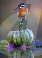 FEATURE - Ein Eisvogel ruht sich auf einem Kürbis aus