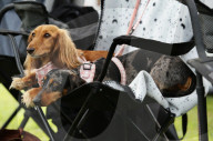 Longdogs, lowriders and creative weiners: Dachshtober Longdog Festival