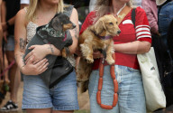 Longdogs, lowriders and creative weiners: Dachshtober Longdog Festival