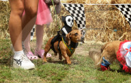 Longdogs, lowriders and creative weiners: Dachshtober Longdog Festival