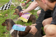 Longdogs, lowriders and creative weiners: Dachshtober Longdog Festival