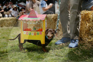 Longdogs, lowriders and creative weiners: Dachshtober Longdog Festival