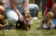 Longdogs, lowriders and creative weiners: Dachshtober Longdog Festival