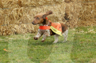 Longdogs, lowriders and creative weiners: Dachshtober Longdog Festival