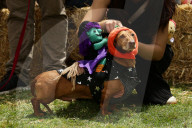 Longdogs, lowriders and creative weiners: Dachshtober Longdog Festival