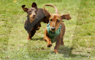 Longdogs, lowriders and creative weiners: Dachshtober Longdog Festival