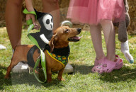 Longdogs, lowriders and creative weiners: Dachshtober Longdog Festival
