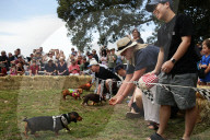 Longdogs, lowriders and creative weiners: Dachshtober Longdog Festival